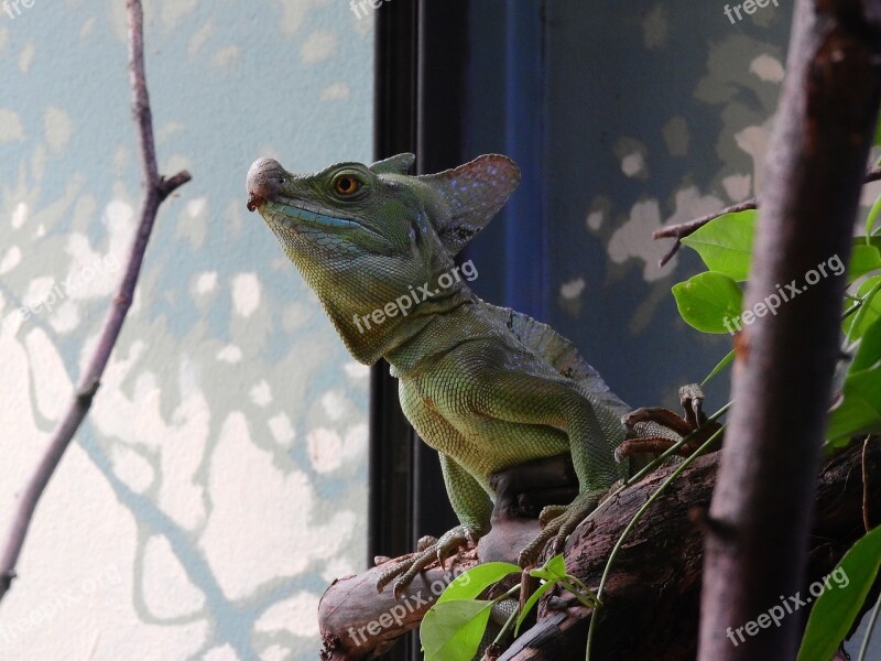 Basilisk Green Basiliscus Plumifrons The Prague Zoo A Mythical Creature Basilisk