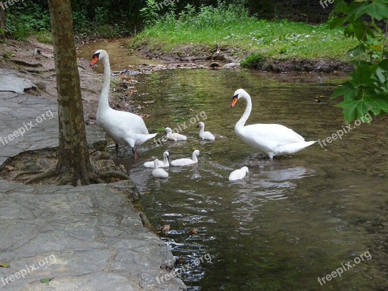 Swan Animals Water Bird Water Lake