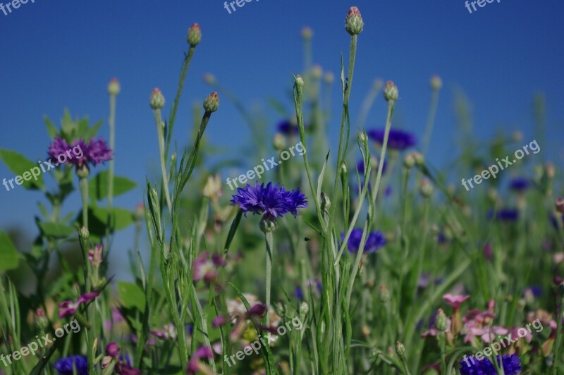 Flower Meadow Cornflower Flower Nature Summer