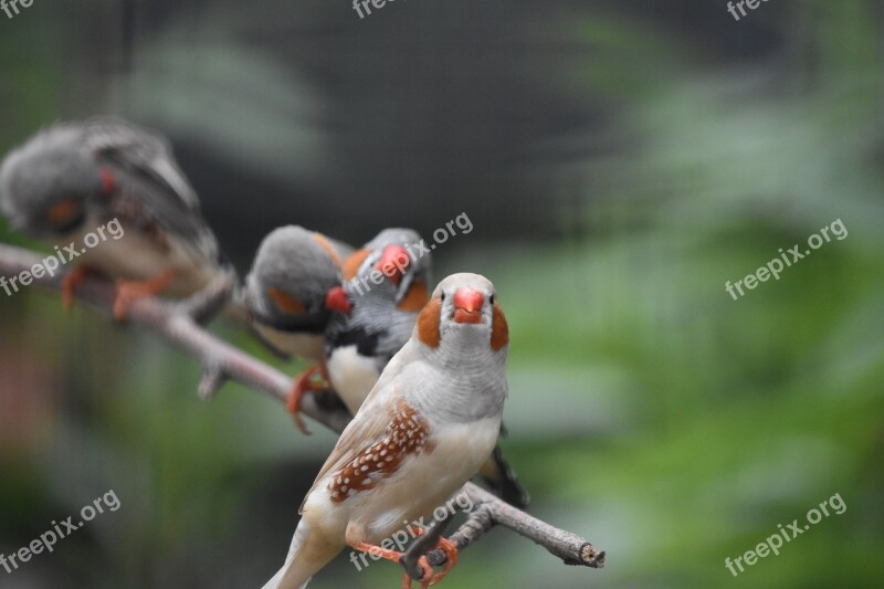 White Parrot Positive Birds Animal Free Photos