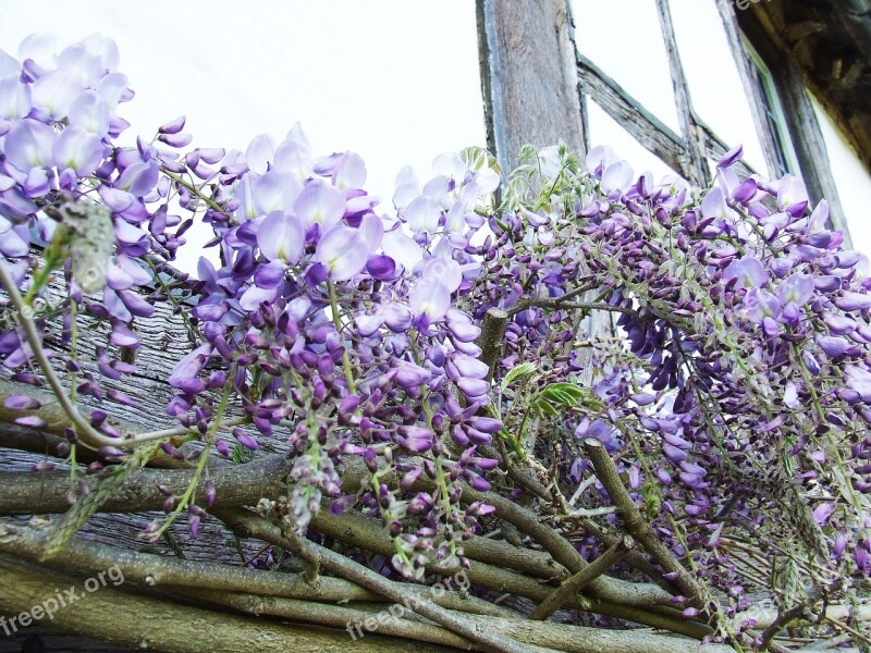 Wisteria Purple Spring Flower Colorful