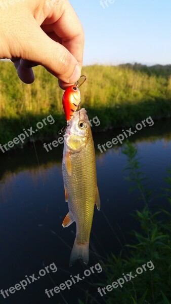 Fishing Chub Spinning Angling River