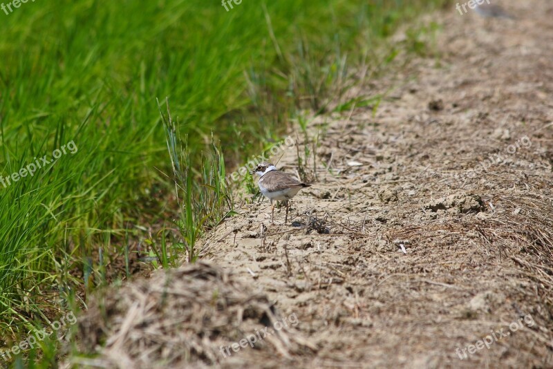 Animal Little Bird Plover Wild Birds Wild Animal