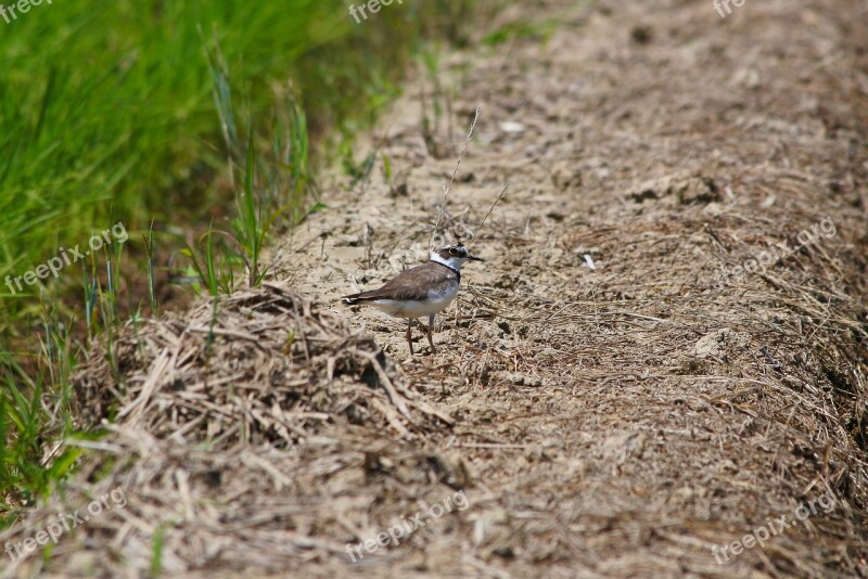 Animal Little Bird Plover Wild Birds Wild Animal