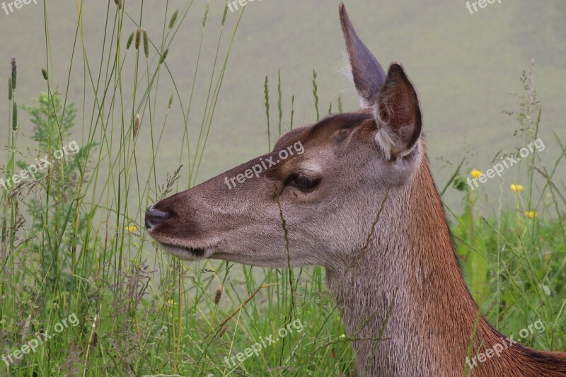 Roe Deer Deer Wildlife Nature Roe