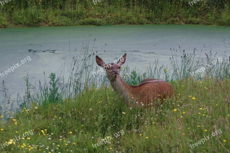 Roe Deer Deer Wildlife Nature Roe