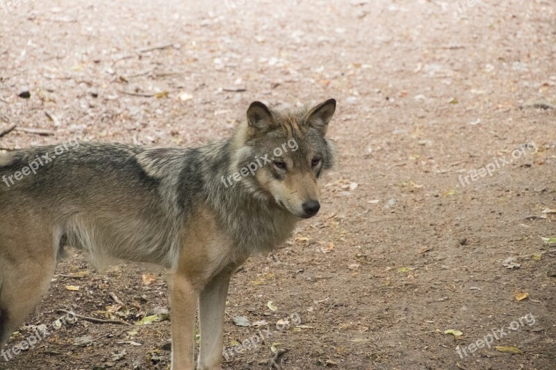 Timberwolf Wolf Animal Predator Wild