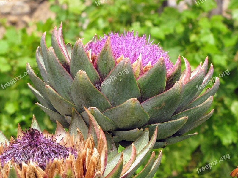 Artichoke Artichoke Flower Bracts Vegetable Plant