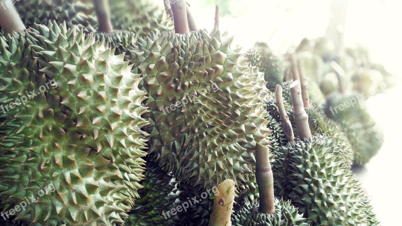 Durian Fruit Durian English's Fruit Food Fruit