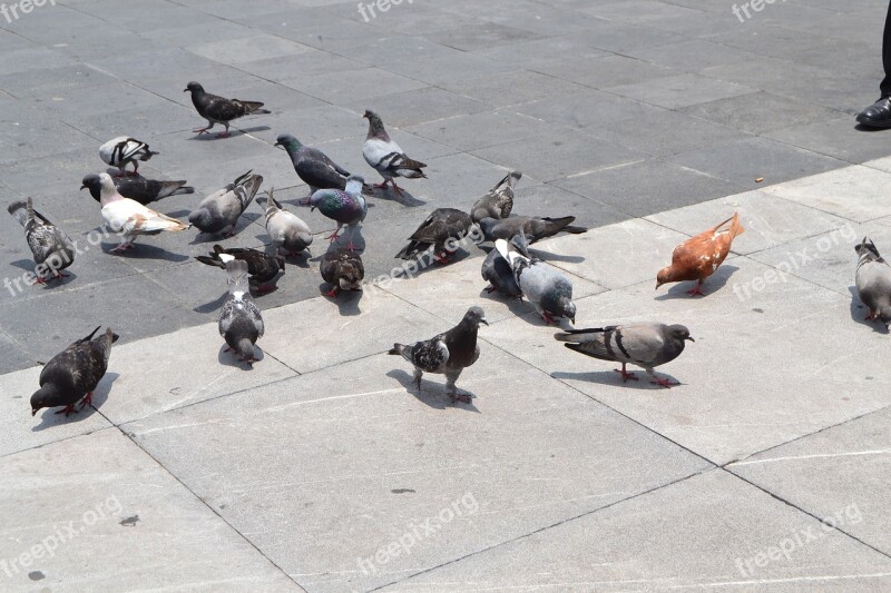 Paloma Ave Bird Pavement Animals