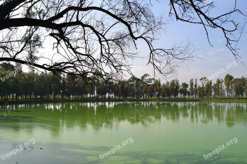 Lake Branches Blue Sky Nature Water