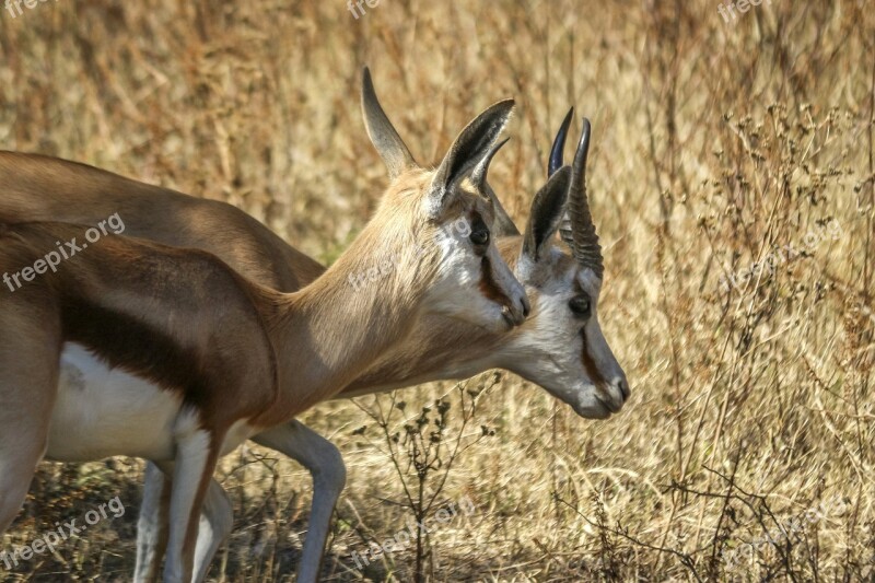 Springbok Wild Animal Wildlife Antelope