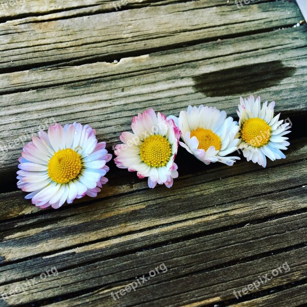 Flowers Flower Plant Summer Nature