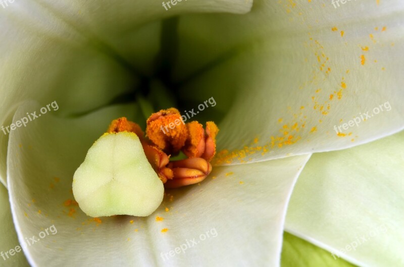 Lily Stamen Stamp Flower Close Up