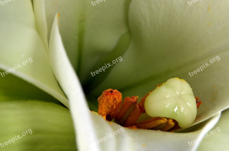 Lily Stamen Stamp Flower Close Up