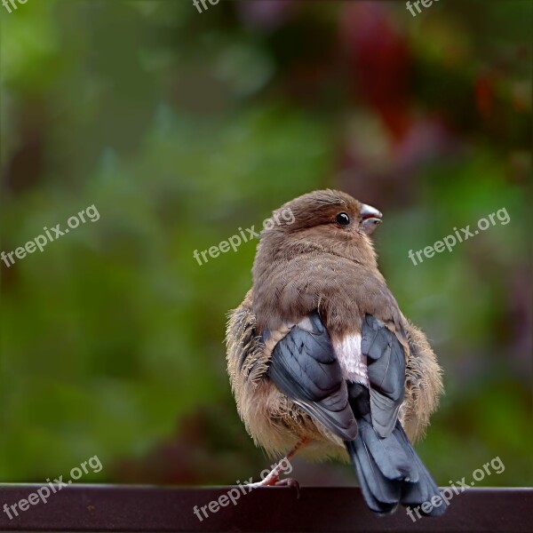 Bird Bullfinch Pyrrhula Young Female