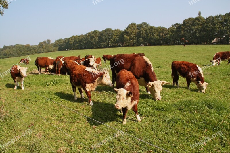 Cow Holland Netherlands Animal Cattle