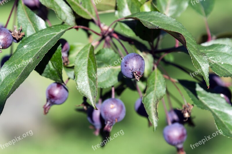 Apple Tree Apples Fruit Garden Harvest