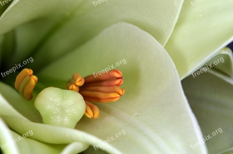 Lily Stamens Stamp Blossom Bloom