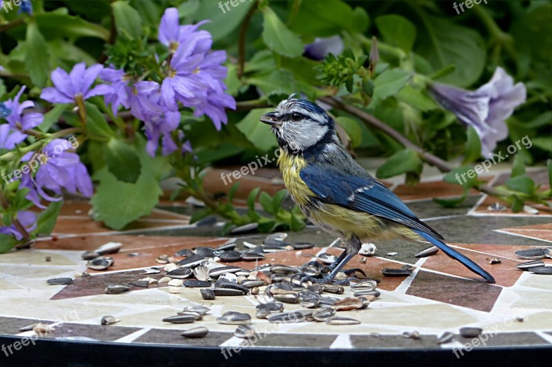 Bird Tit Blue Tit Cyanistes Caeruleus Young