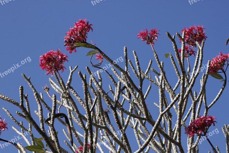 Anggrek Flower Bali Natural Purple