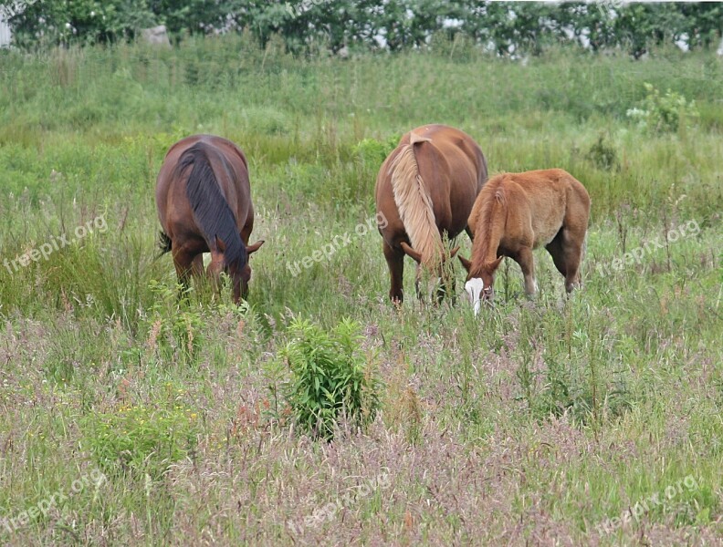 Horses Summer Meadow Hage Nature Free Photos