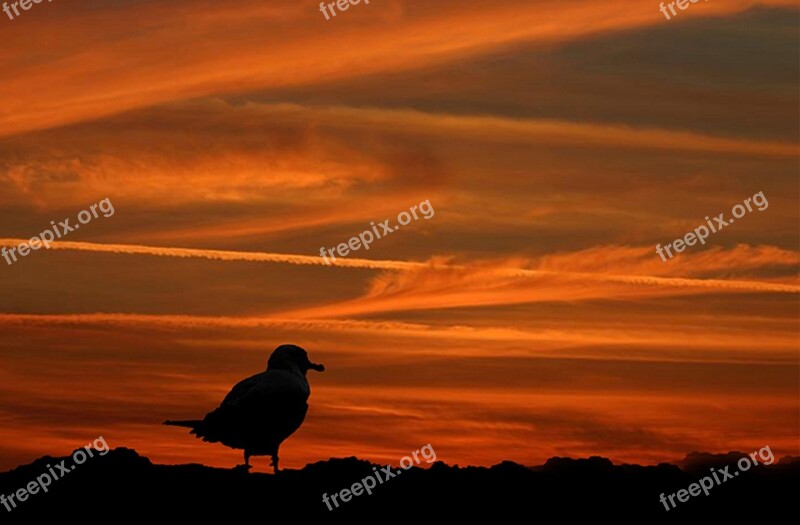 Seagull Beach Sunset Atlantic City Sea