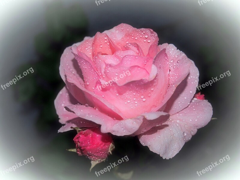 Pink Rose Ros Flower Garden Plant