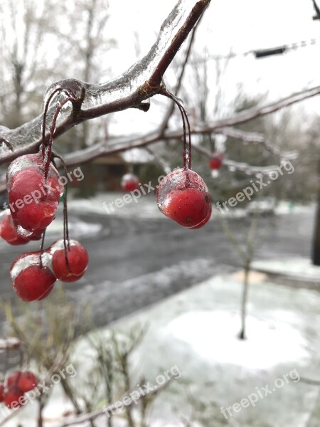 Winter Crabapple Portland Berry Nature