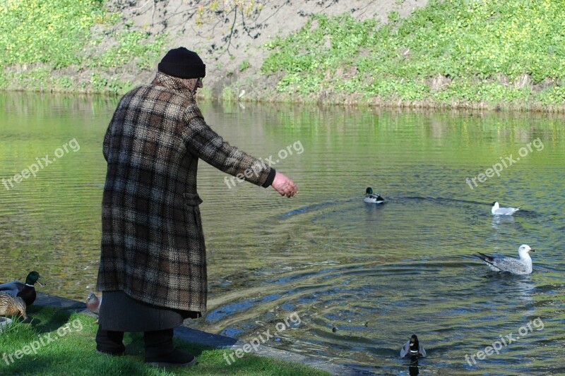 Old Lady Feeding Ducks Senior Citizen Free Photos