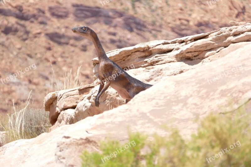 Dinosaur Utah Rock Fossil Prehistoric