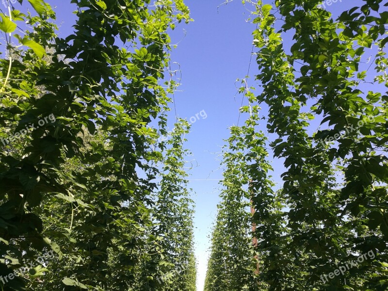 Hops Agriculture Agricultural Free Photos