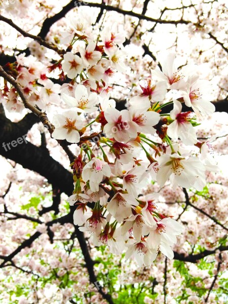 Cherry Blossoms In Full Bloom Spring Free Photos