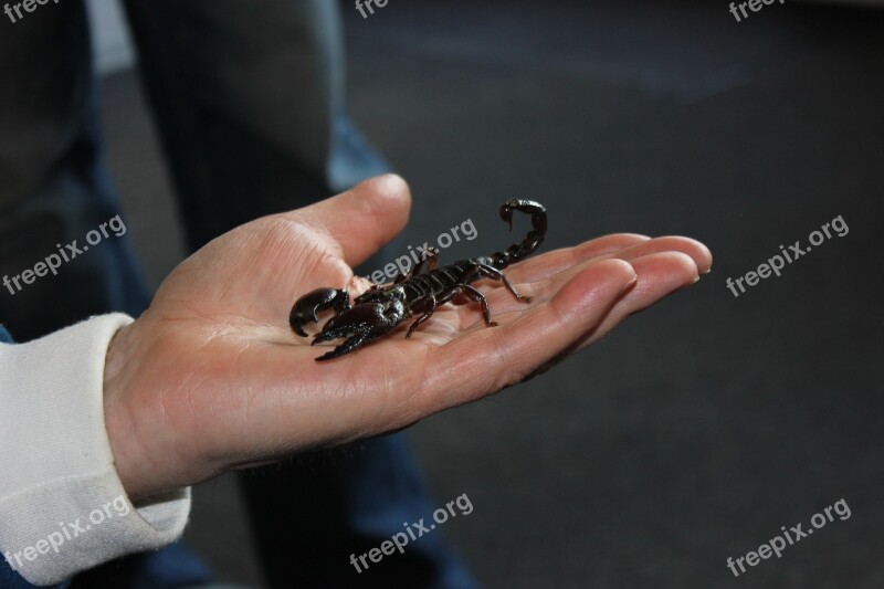 Scorpio Courage Fear Insect Get Over