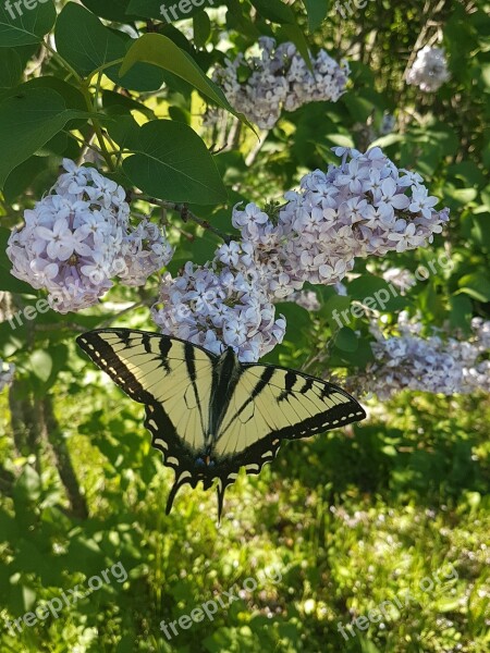 Lilac Monarch Butterfly Free Photos