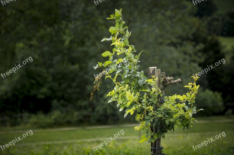 Bush Green Plant Nature Leaves