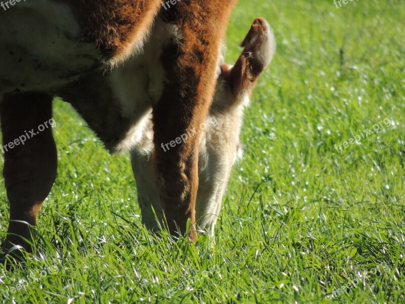 Grazing Pastejando Pastejar Bit Pasture