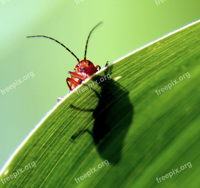 Beetle Probe Red Corn Leaf