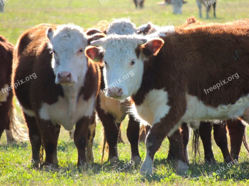 Cattle Boi Hereford Cattle Gaucho Brazilian Cattle