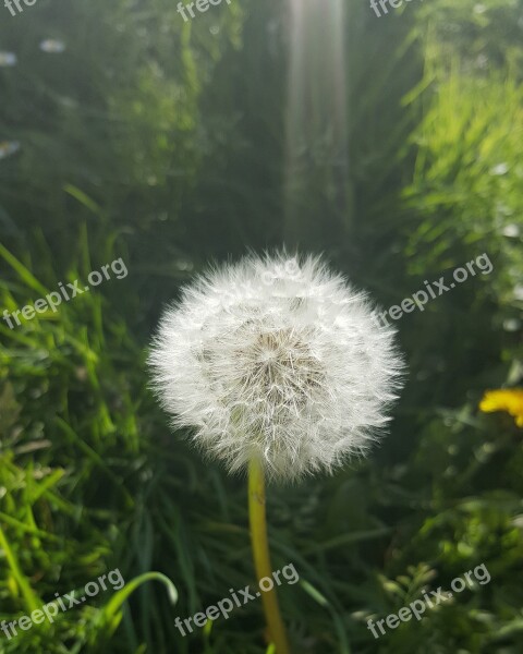 Dandelion Sun Ray Flower Free Photos