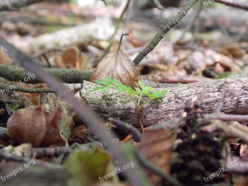 Leaf Undergrowth Forest Nature Leaves