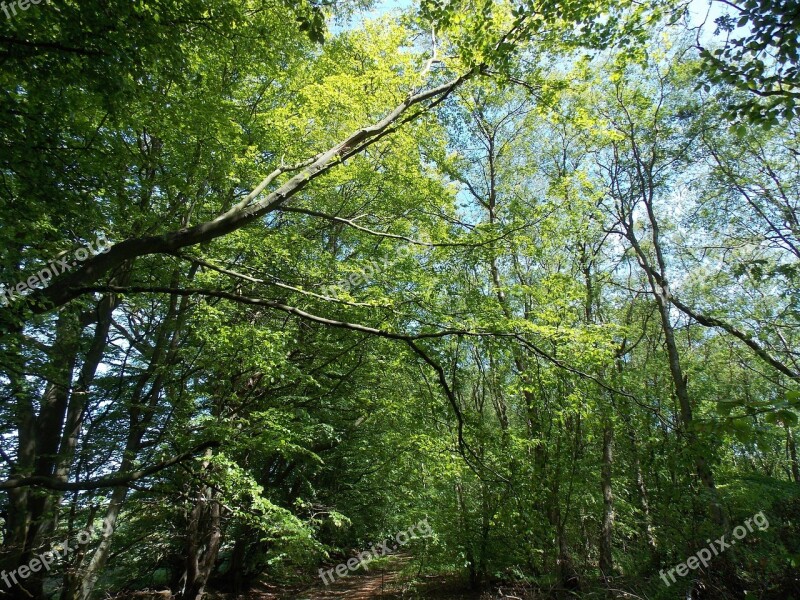 Leaves Woods Forest Nature Sunlight