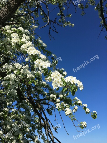 Blue Sky Sommer White Flower Free Photos