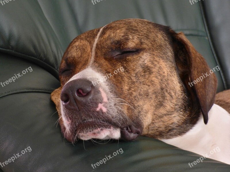 Dog Home Darling Sleeping Free Photos