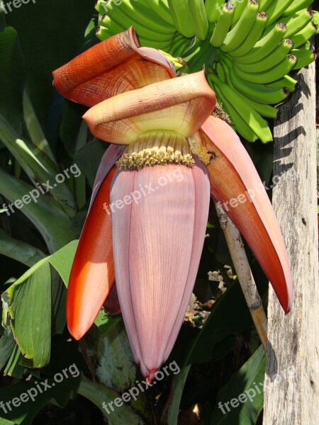 Banana Tree Blossom Bloom Exotic Free Photos