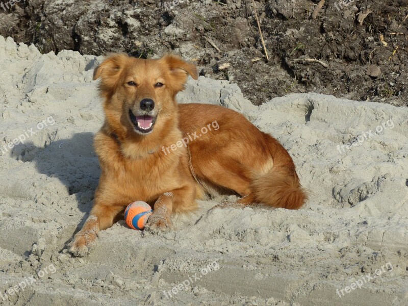 Dog Sweet Small Ball Sand