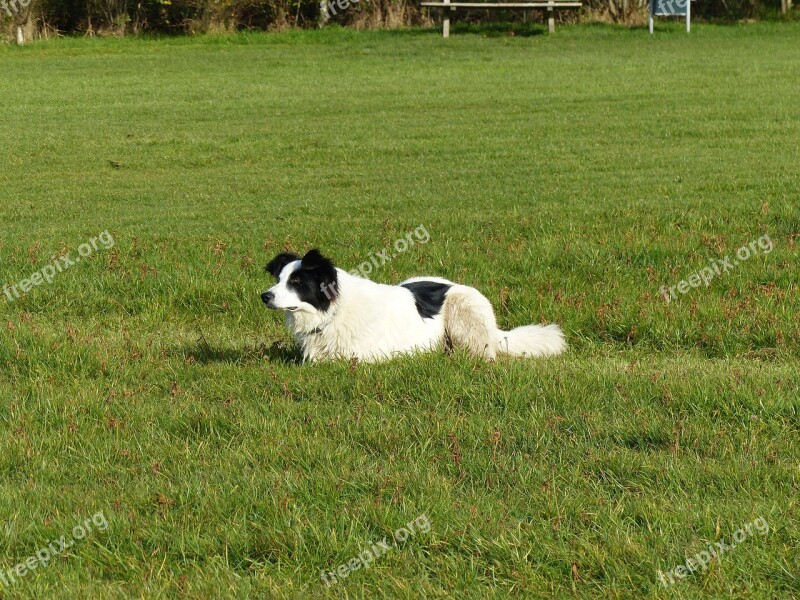 Dog Lying Crossing Grass Daddy