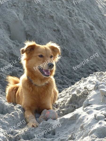 Dog Sweet Nice Sand Ball