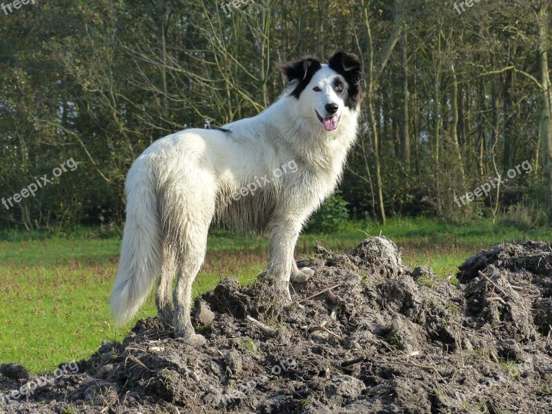 Dog Nice Stately Posing Black