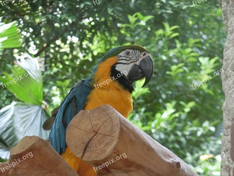 Macaw Parrot Singapore-bird-park Tropical Exotic